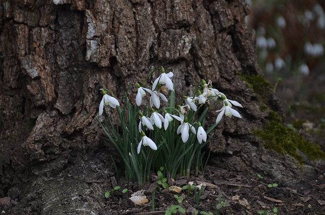 20 02 12_6152_edited-1.jpg - KINGSTON LACY, DORSET - SNOWDROPS
